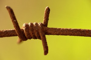 Macro image of barbed wire